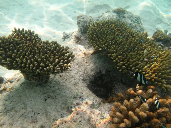 Coraux de mer durs vie marine dans l'océan Indien Maledives — Photo