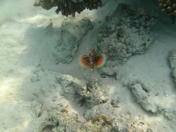 Vie marine avec des poissons lions et des coraux de mer durs — Photo