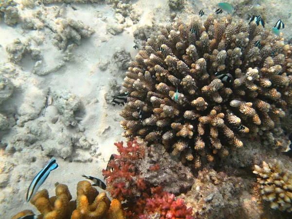 Tvrdé mořské korály mořského života v Indickém oceánu Maledivy — Stock fotografie