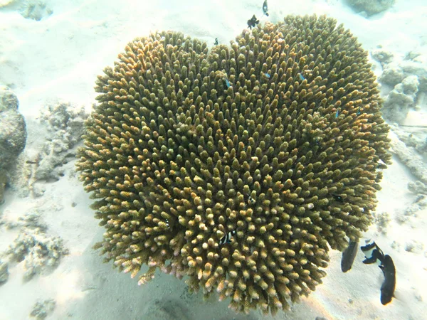Tvrdé mořské korály mořského života v Indickém oceánu Maledivy — Stock fotografie