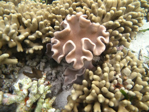 Tvrdé mořské korály mořského života v Indickém oceánu Maledivy — Stock fotografie