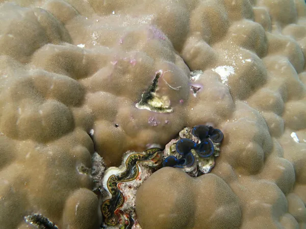 Coraux de mer durs vie marine dans l'océan Indien Maledives — Photo