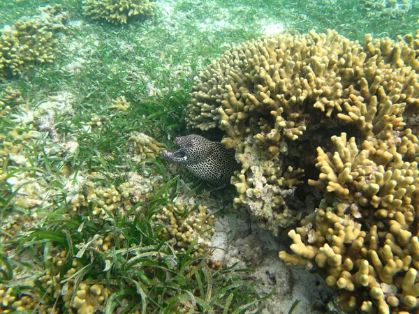 Moray gevarieerd in de zee — Stockfoto