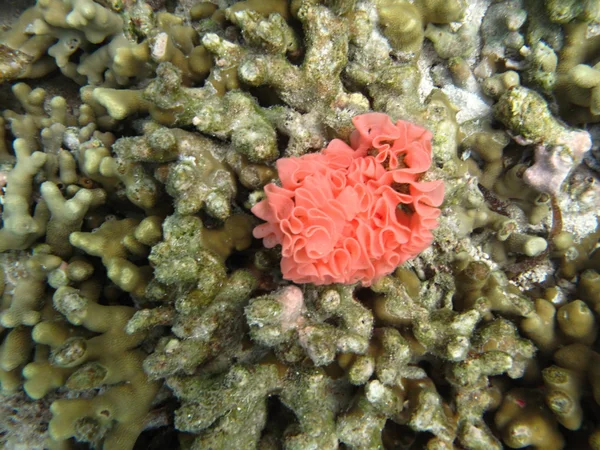 Hard sea corals marine life in Indian ocean Maldives — Stock Photo, Image