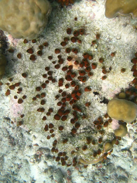 Corales marinos duros la vida marina en el océano Índico Maldivas — Foto de Stock