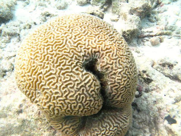 硬的海里珊瑚海洋生物在印度洋马尔代夫 — 图库照片