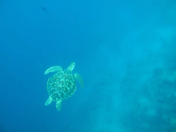 Mořská želva plovoucí v oceánu — Stock fotografie