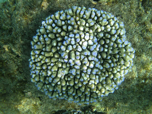 Coralli marini duri vita marina nell'oceano Indiano Maldive — Foto Stock