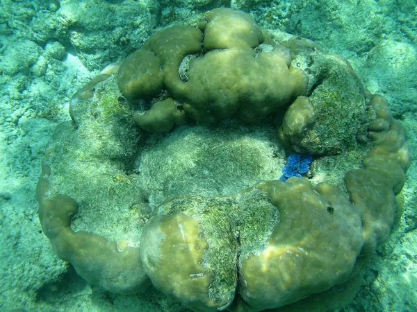 Tvrdé mořské korály mořského života v Indickém oceánu Maledivy — Stock fotografie