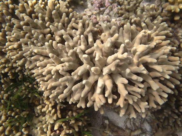 Hard sea corals marine life in Indian ocean Maldives — Stock Photo, Image