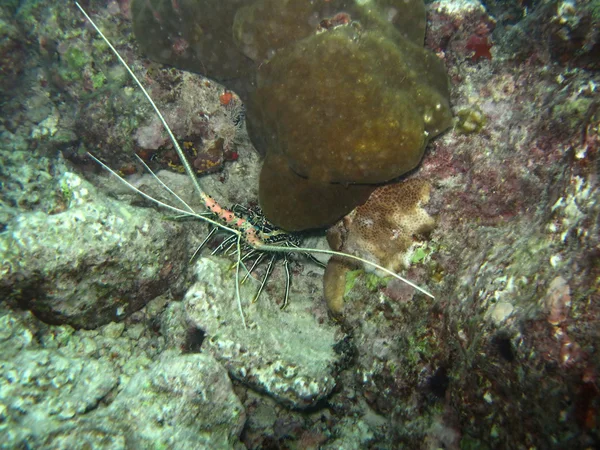 Crawhish escondido en el fondo del mar — Foto de Stock