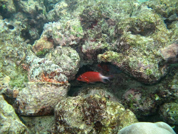 Stenen vis in de bodem van de zee — Stockfoto