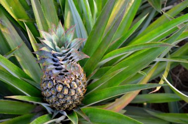 tropikal meyve ananas detay