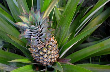 tropikal meyve ananas detay