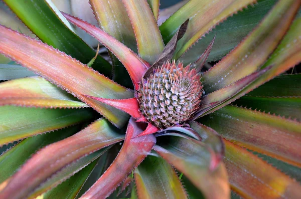 Detail of tropical fruit pineapple — Stock Photo, Image