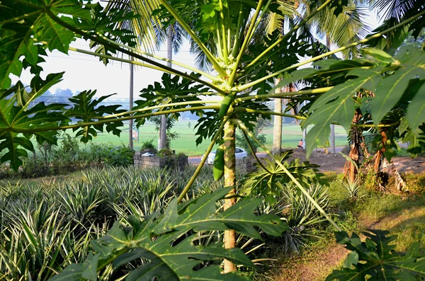 Árbol verde con papaya frutal — Foto de Stock