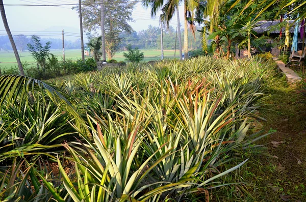 Plantation of Pineapple on Sri Lanka — Stock Photo, Image