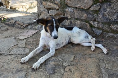 yalancı köpek yakınında tapınak sri lanka