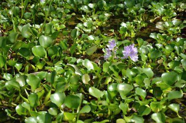 pembe nilüfer Gölü üzerinde yeşil yaprakları ile