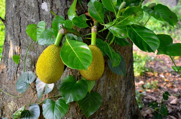 Detal duży tropikalny owoc Jacka — Zdjęcie stockowe
