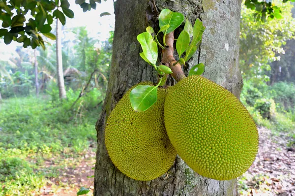 Detal duży tropikalny owoc Jacka — Zdjęcie stockowe