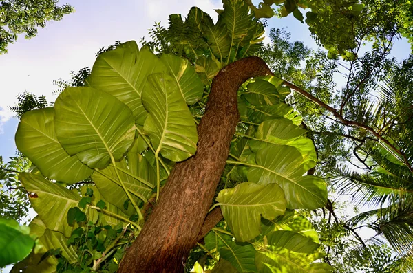 Detail des Stammes mit großen grünen Blättern — Stockfoto