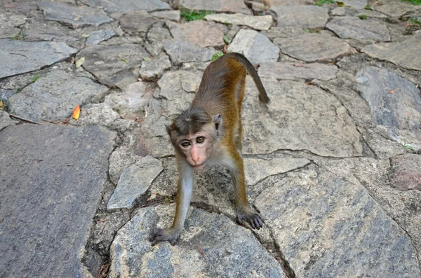 Macaque monkey exotical animal — Stock Photo, Image