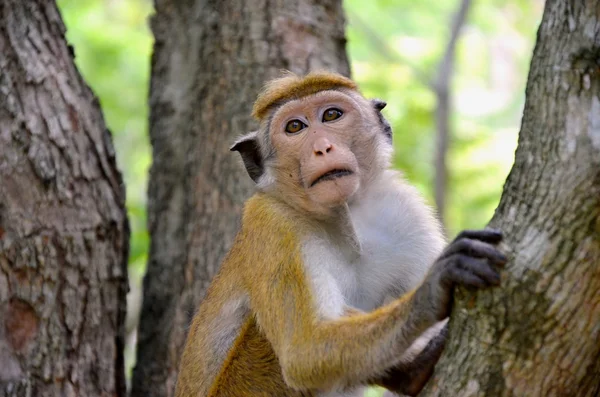 Makákó majom exotical állat — Stock Fotó