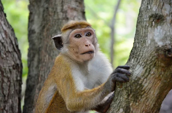 Mono macaco animal exótico — Foto de Stock