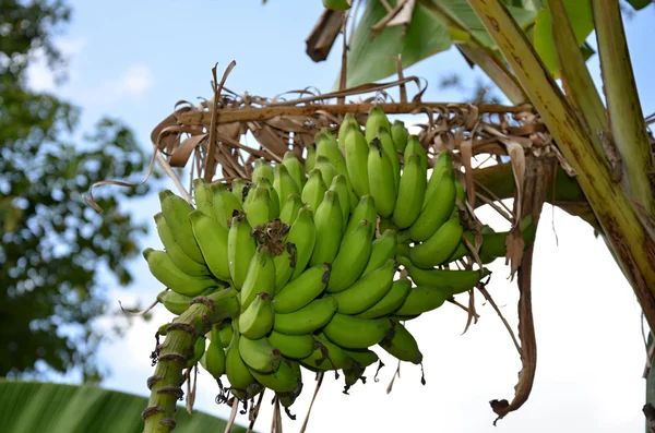 Racimo de plátanos en el árbol — Foto de Stock