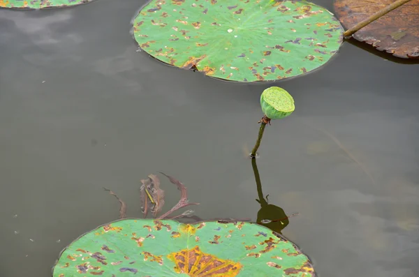 Lírio de flor murcha com folhas em um lago — Fotografia de Stock