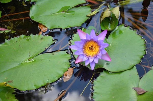 Lys rose avec des feuilles vertes sur le lac — Photo
