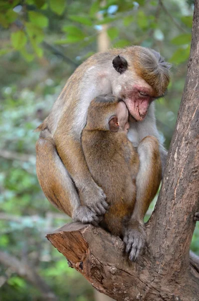 아기와 함께 마 카 크 원숭이 — 스톡 사진