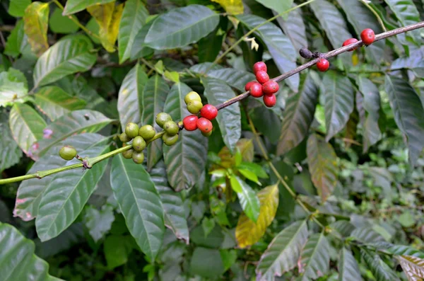 Detalle de ramita con granos de café — Foto de Stock