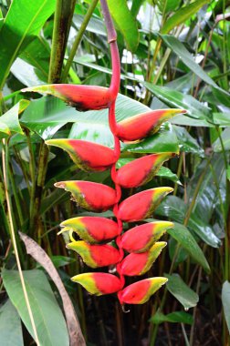 heliconia rostrata STERLİÇYA - royal botanical garden peradeniya egzotik çiçek