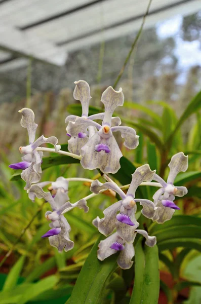 Orchidej květina v peradeniya Královské botanické zahrady kandy Srí lanka — Stock fotografie
