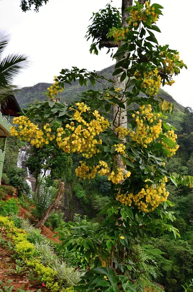 Тропічне дерево з жовтою квіткою — стокове фото