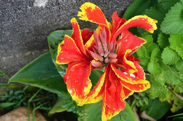 Tropische bloem met detail bloemblaadjes en bladeren in botanische tuin sri lanka — Stockfoto