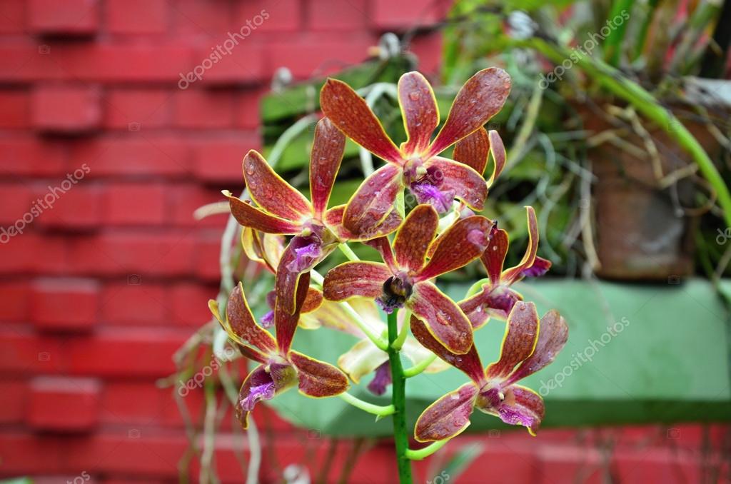 Orchid flower in Peradeniya Royal Botanical Gardens Kandy Sri Lanka