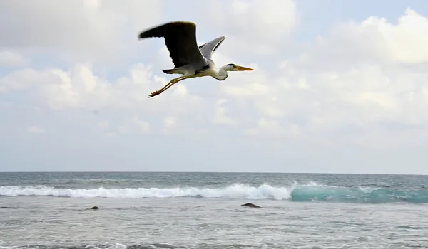 Grande Garça Azul do Oceano Índico Maldivas — Fotografia de Stock