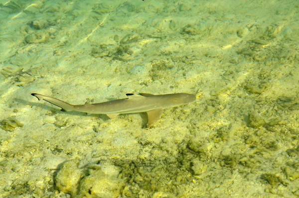 Tiburón en el agua Carcharhinus melanopterus — Foto de Stock