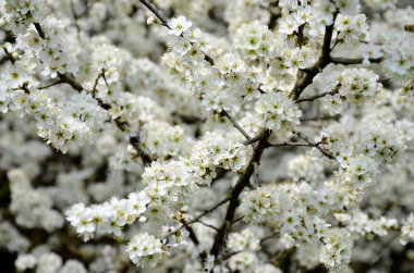 çiçek açan karaçalı bush ile beyaz çiçekler bahar Çek Cumhuriyeti