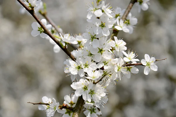 çiçek açan karaçalı bush ile beyaz çiçekler bahar Çek Cumhuriyeti