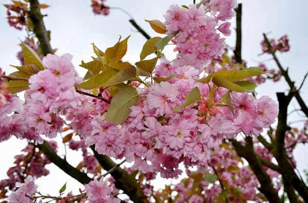 pembe çiçekler bahar Çek Cumhuriyeti ile çiçeklenme sakura ağacı