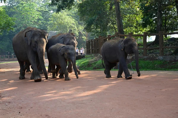 Elephants in Pinnawala orphanage in Sri Lanka — Stock Photo, Image