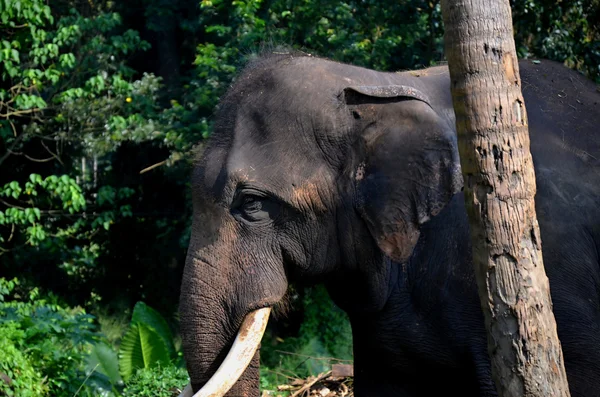 Elephants in Pinnawala orphanage in Sri Lanka — Stock Photo, Image