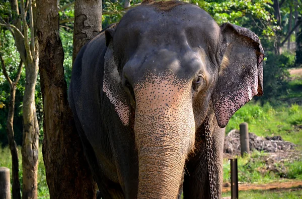 Elephants in Pinnawala orphanage in Sri Lanka — Stock Photo, Image