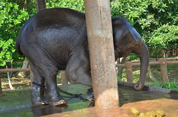 Elephants in Pinnawala orphanage in Sri Lanka — Stock Photo, Image