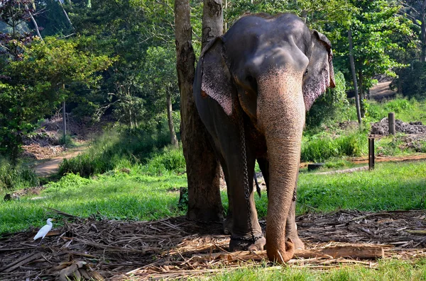 Elephants in Pinnawala orphanage in Sri Lanka — Stock Photo, Image