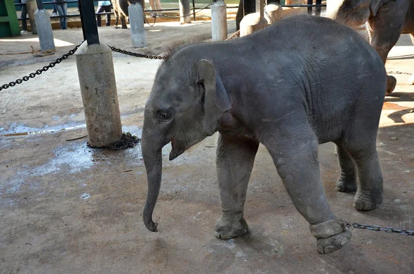 Baby Elephant in Pinnawala orphanage in Sri Lanka — Stock Photo, Image